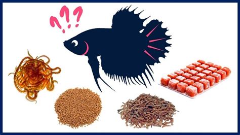 Best Betta Fish Food .